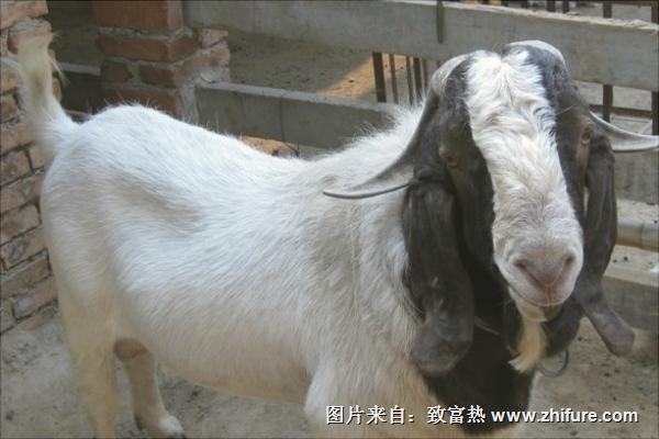 純種波爾山羊價格