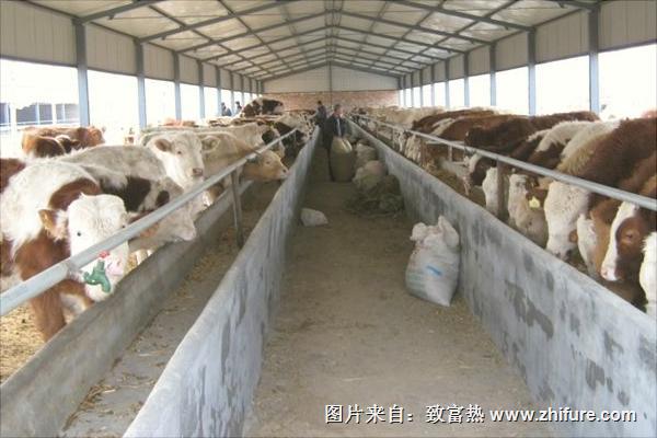 50頭牛養牛場建設圖片