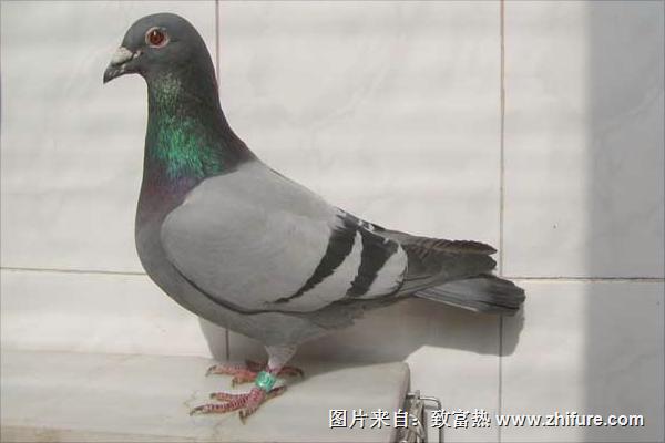 信鴿子價(jià)格多少錢一只?