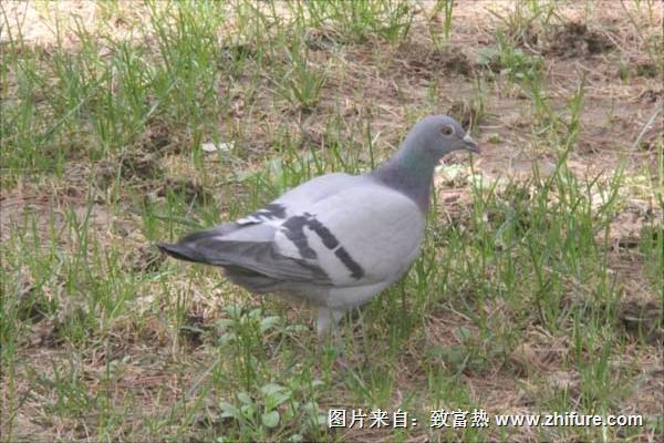 信鴿子價(jià)格多少錢一只?