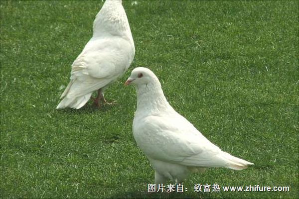 信鴿子價(jià)格多少錢一只?