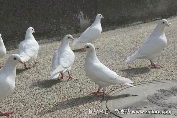 信鴿子價(jià)格多少錢一只?