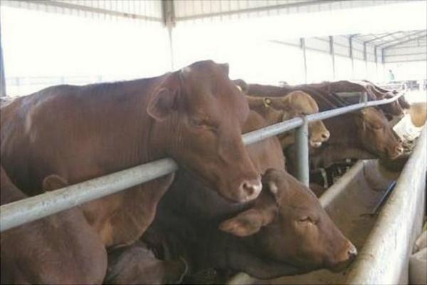 酒糟養牛飼料配方技術