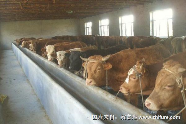 酒糟養牛飼料配方技術