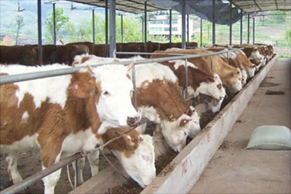 酒糟養牛飼料配方技術