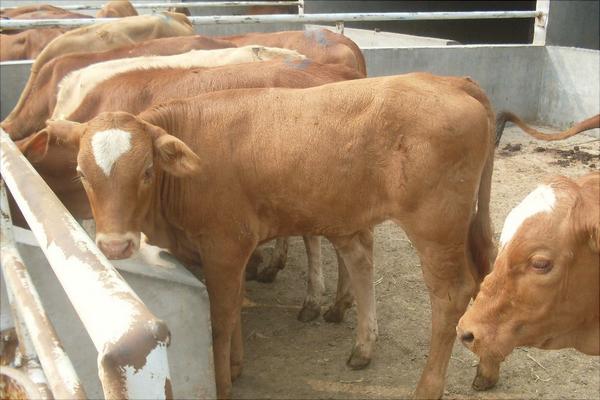 酒糟養牛飼料配方技術