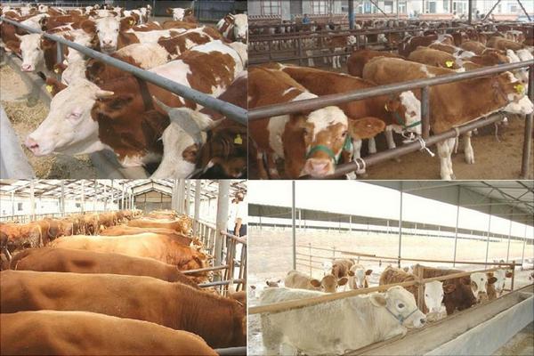 酒糟養牛飼料配方技術