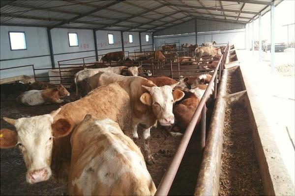 酒糟養牛飼料配方技術