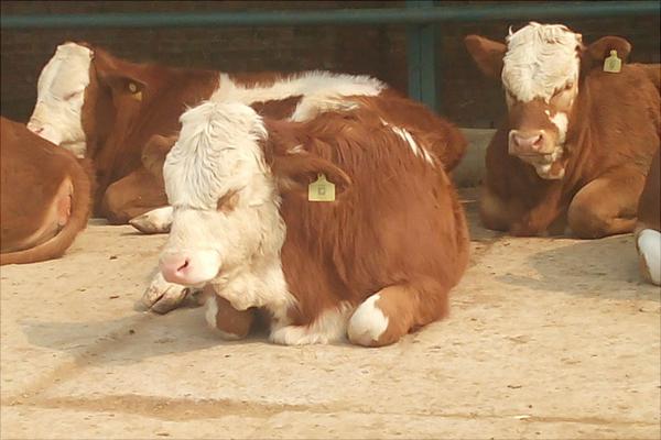 酒糟養牛飼料配方技術