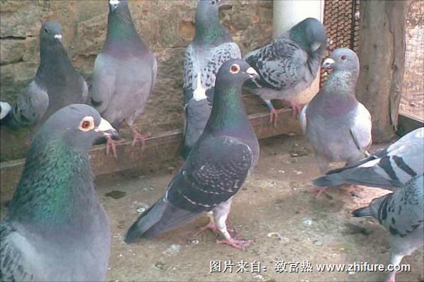 鴿子養(yǎng)殖利潤與效益分析