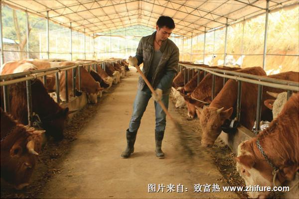 新手養牛需要準備什么?