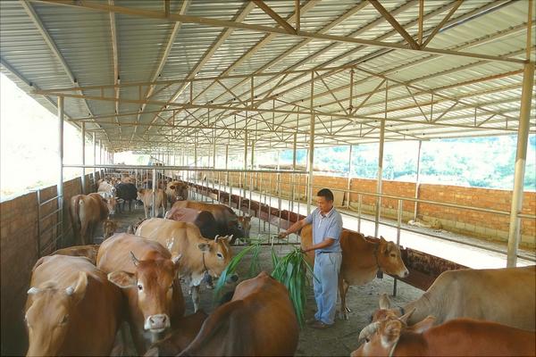 新手養牛需要準備什么?