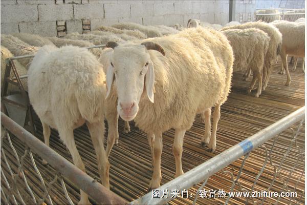 小尾寒羊多少錢一只？