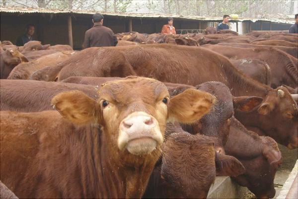 新手養牛需要準備什么?