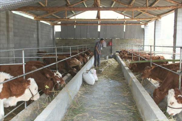 新手養牛需要準備什么?