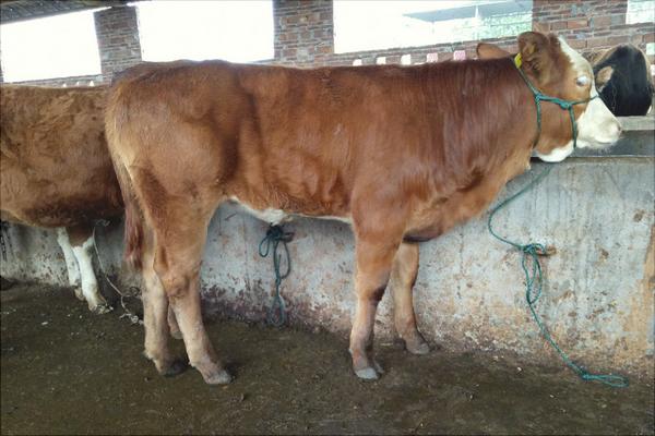 新手養牛需要準備什么?