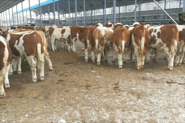 新手養牛需要準備什么?