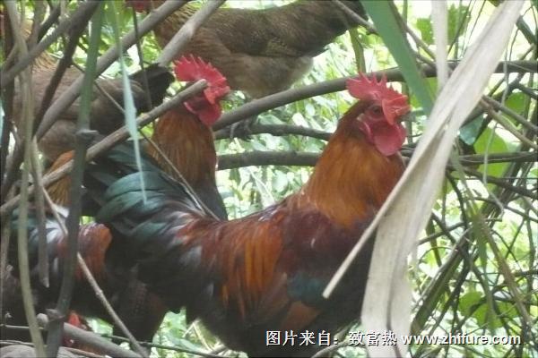 新手養雞需要準備什么？