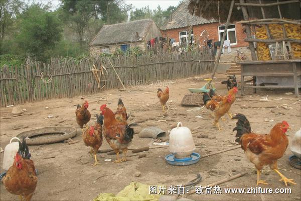 新手養雞需要準備什么？