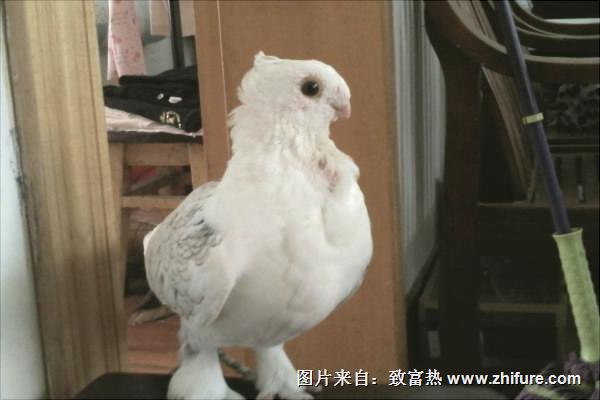 鴿子血紋身價格