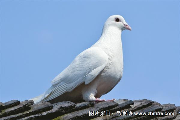 鴿子怎么分公母?