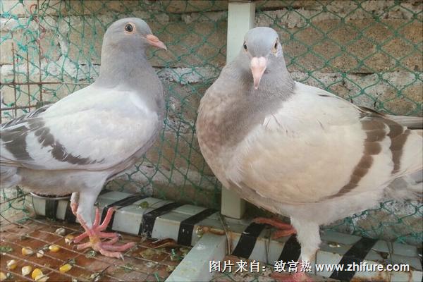 鴿子怎么分公母?