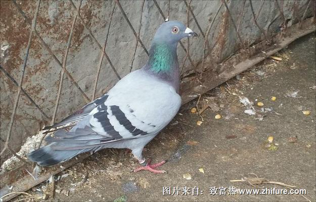 鴿子怎么分公母?