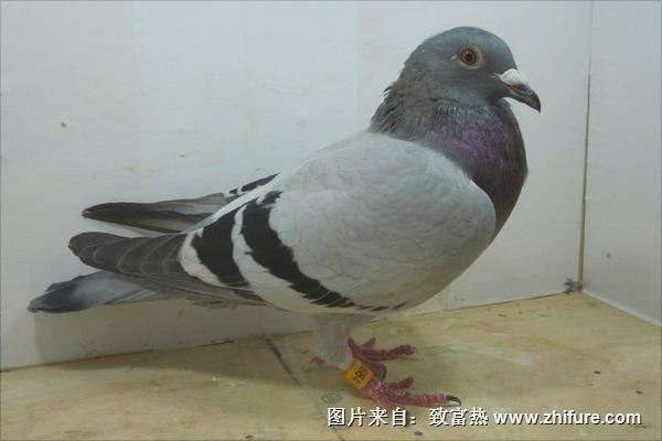 鴿子怎么分公母？