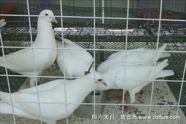 鴿子毛滴蟲病的癥狀