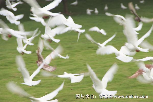 鴿子圖片大全