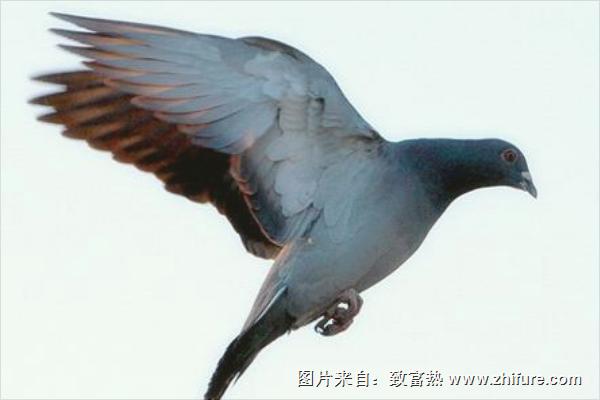 鴿子圖片大全