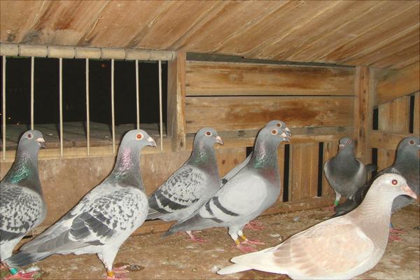 鴿子眼睛流淚怎么辦？鴿子眼睛流淚治療方法