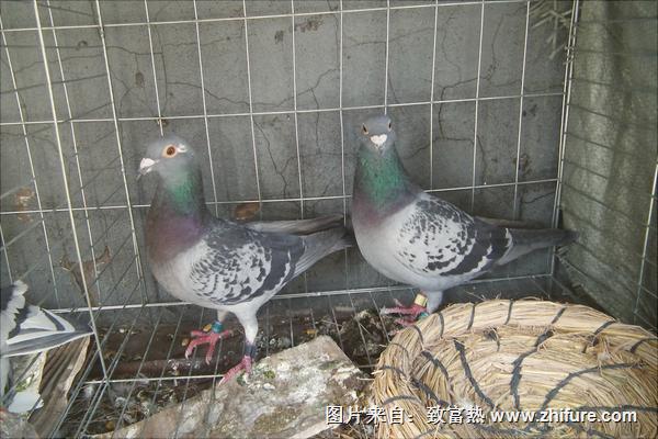 鴿子眼睛流淚怎么辦？鴿子眼睛流淚治療方法