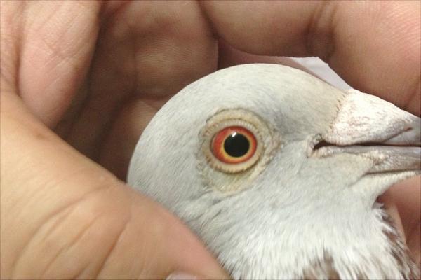 鴿子眼睛流淚怎么辦？鴿子眼睛流淚治療方法