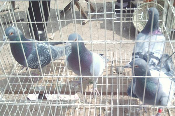 鴿子眼睛流淚怎么辦？鴿子眼睛流淚治療方法