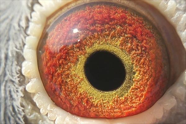 鴿子眼睛流淚怎么辦？鴿子眼睛流淚治療方法