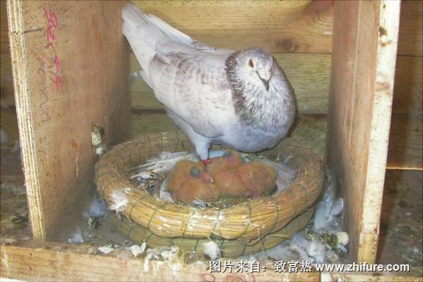 鴿子吃什么食物？