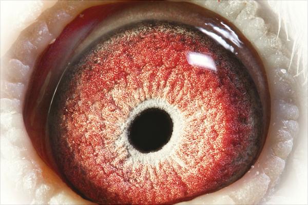 鴿子眼睛流淚怎么辦？鴿子眼睛流淚治療方法