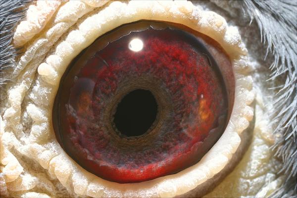 鴿子眼睛流淚怎么辦？鴿子眼睛流淚治療方法