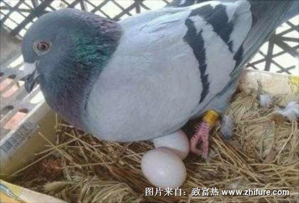 鴿子下蛋前的表現