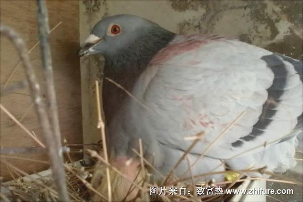 鴿子下蛋前的表現