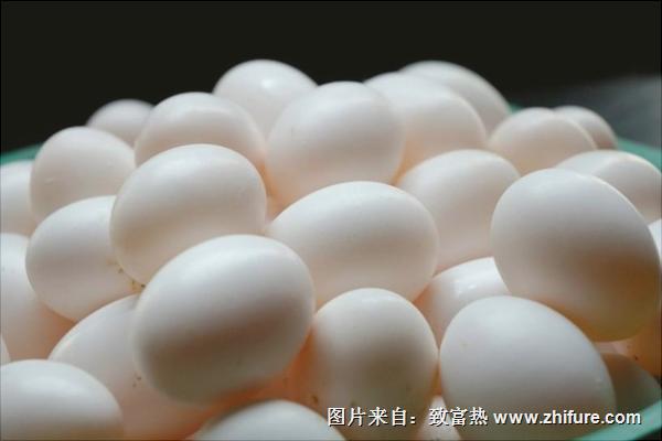 鴿子下蛋前的表現