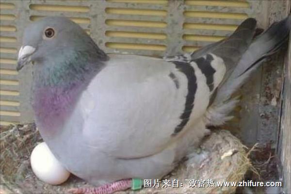 鴿子下蛋前的表現