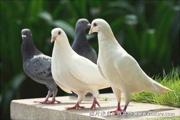 鴿子為什么會(huì)送信？