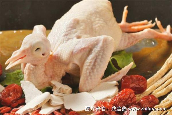 鴿子的營養價值與功效及禁忌