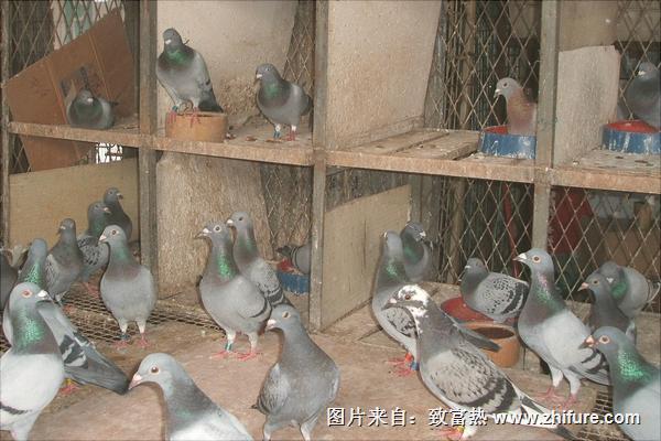 鴿子一年繁殖幾窩？