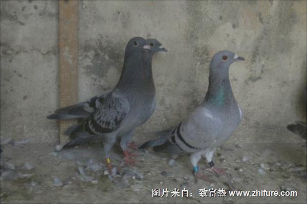 怎樣養(yǎng)鴿子才不會飛走？