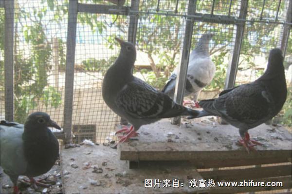 鴿子球蟲(chóng)病用什么藥？