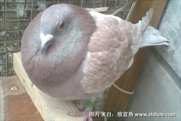 鴿子球蟲病用什么藥?