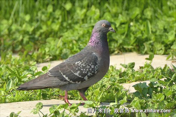 鴿子球蟲病用什么藥?